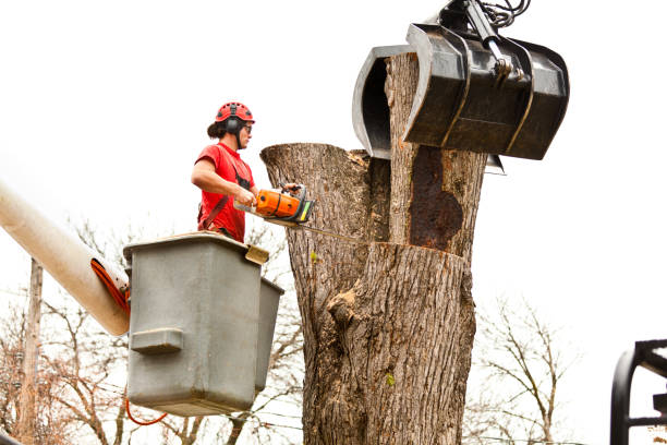 Best Tree Trimming and Pruning  in Westgate, FL